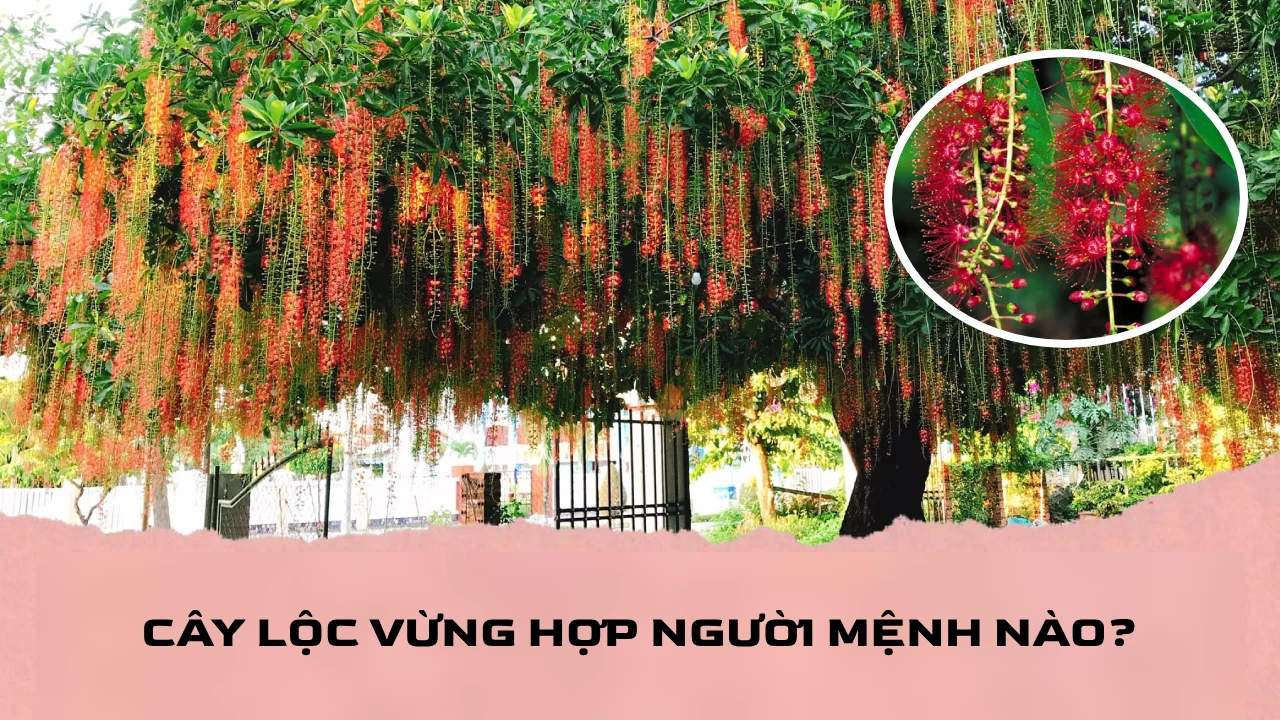 cây lộc vừng trong phong thủy