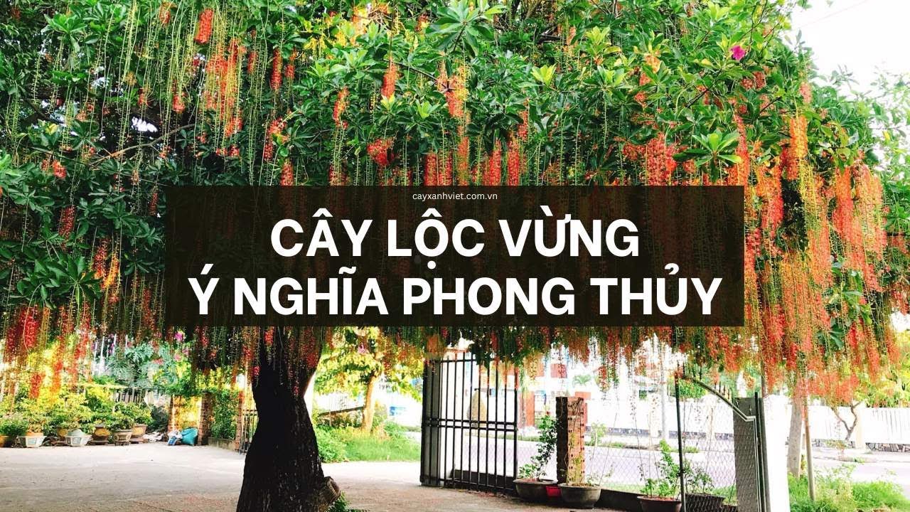 phong thủy cây lộc vừng