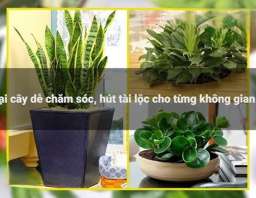 5 Loại Cây Tài Lộc Được Trồng Nhiều Nhất Hiện Nay