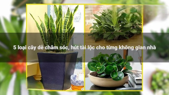 cây cảnh trong nhà theo phong thủy