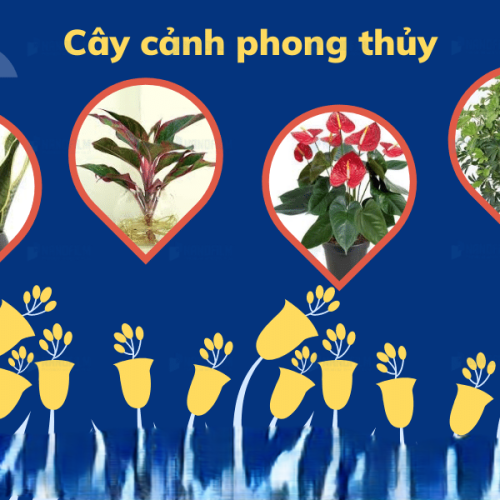 Top Những Loại Cây Phong Thuỷ Trong Nhà Trồng Tốt Nhất