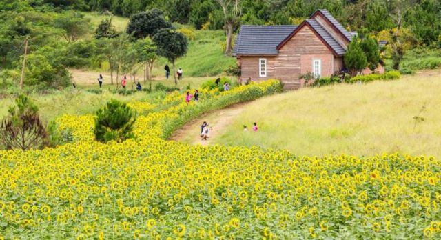 Dalat Milk Farm