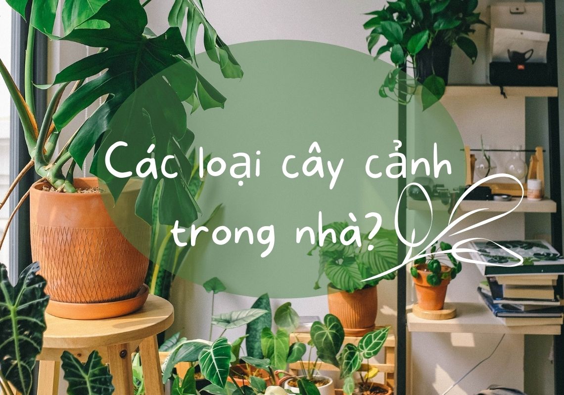 chậu hoa để bàn làm việc