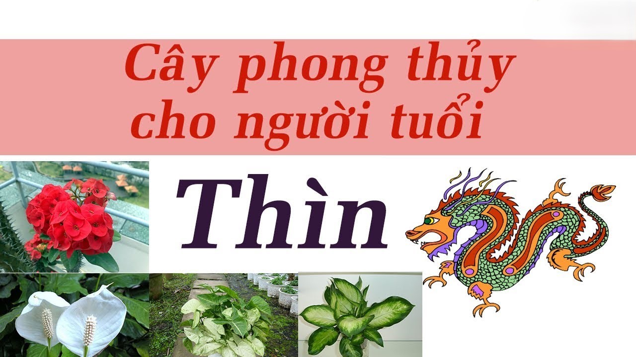 cay than tai trong phong thuy