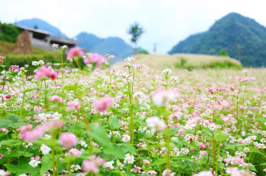 những điểm du lịch đáng đi nhất ở việt nam