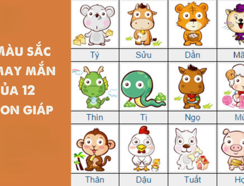 Cách Chọn Màu Phong Thủy 12 Con Giáp Giúp Mang Lại May Mắn