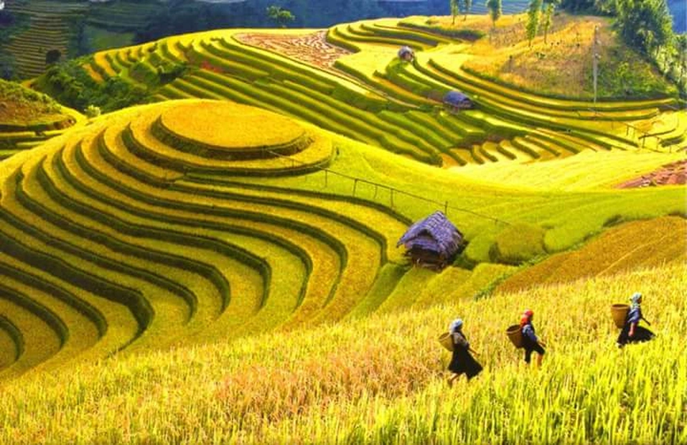 ruong bac thanh mu cang chai