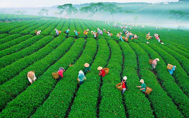 doi che cau dat da lat