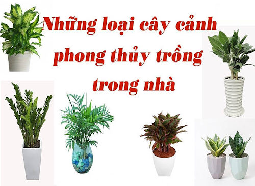 Các Loại Cây Phong Thuỷ Được Trồng Nhiều Nhất Hiện Nay