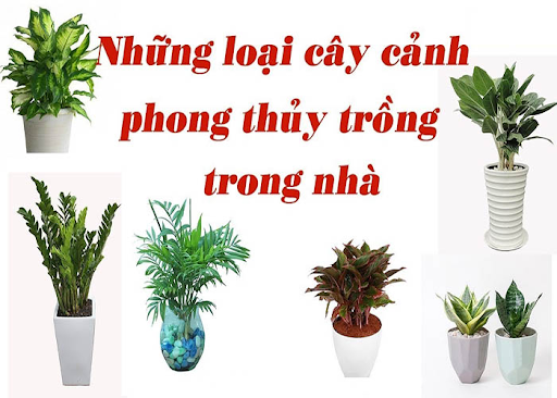 cay phong thuy dep