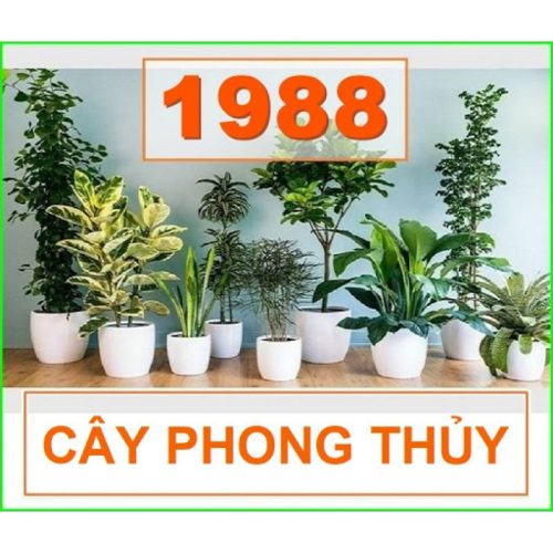 Những Loại Cây Phong Thủy Tuổi Thìn 1988 Trồng Tốt Nhất