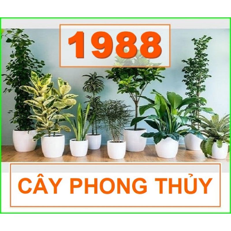 cay phong thuy tuoi thin