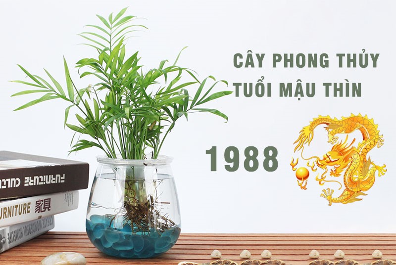 chon cay phong thuy tuoi mau thin