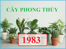 1983 Hợp Cây Phong Thuỷ Nào? Khám Phá Cây Phong Thủy