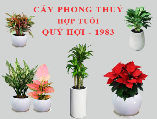 cay phong thuy hop tuoi 1983