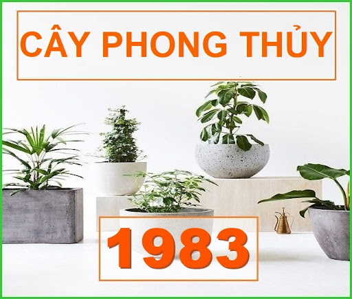 cay phong thuy hop voi tuoi hoi