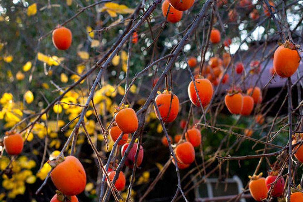 du lich da lat mua hong