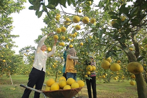 buoi doan hung phu tho