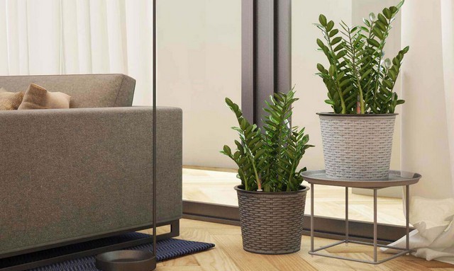 cay phong thuy trong cua hang