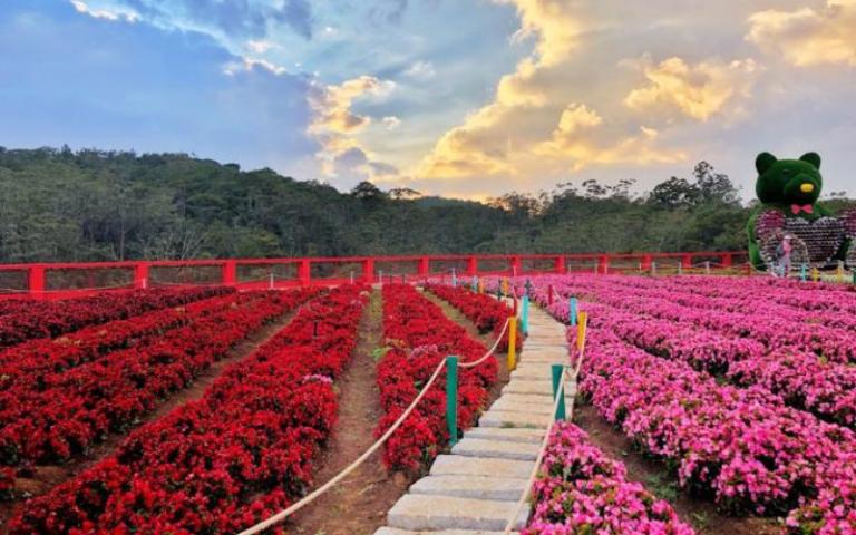 vuon hoa da lat
