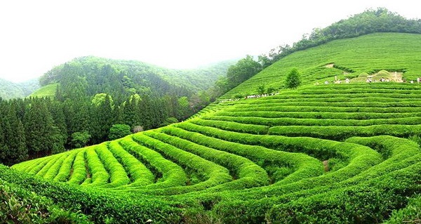 moc chau cao nguyen xanh